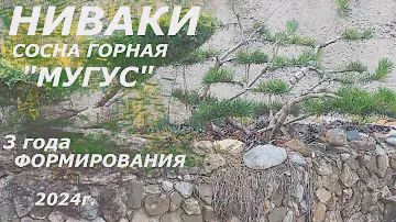 НИВАКИ сосна горная "МУГУС", 3 года формирования, 2024г.