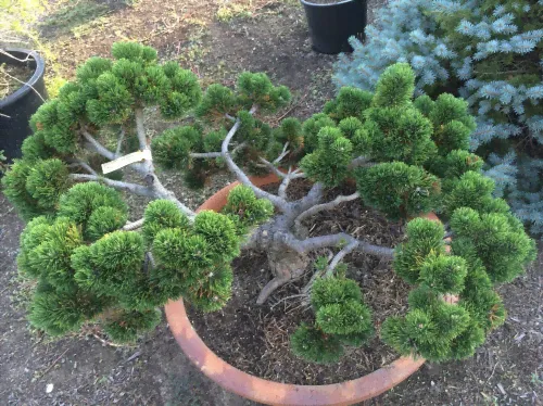 Сосна горная Якобсен (Pinus mugo Jakobsen). С3 15-20-0