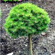 Сосна горная Lilliput C7,5 Ра (штамб) 50