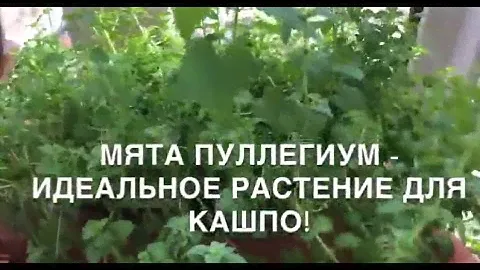 МЯТА ПУЛЛЕГИУМ - идеальное растение для кашпо!