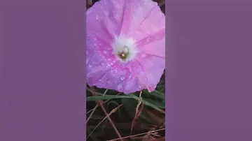 ❤️❤️❤️Цветок Алтая❤️❤️❤️