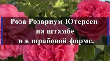 Роза Розариум Ютерсен на штамбе и в шрабовой форме. Питомник растений Е. Иващенко