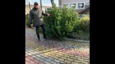 сосна горная