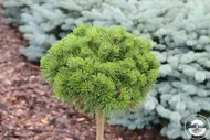 Сосна горная Мопс на штамбе 60 см (Pinus mugo Mops PA 60)