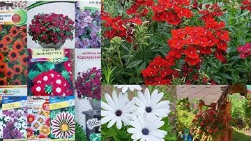 Обзор семян цветов на новый сезон 2024 (2).         #flowers #сад #цветы #garden #сад
