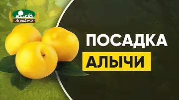 Посадка алычи весной - когда и как это лучше сделать!