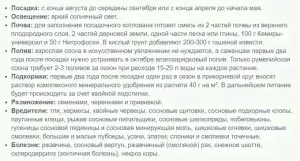 Сосна горная Литтл Голдстар-1