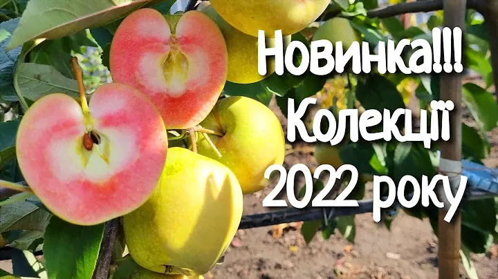 Яблоня Хідден Роуз /Apple Hidden Rose
