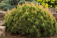 Сосна горная (Pinus mugo) 40-60 см "Мугус"