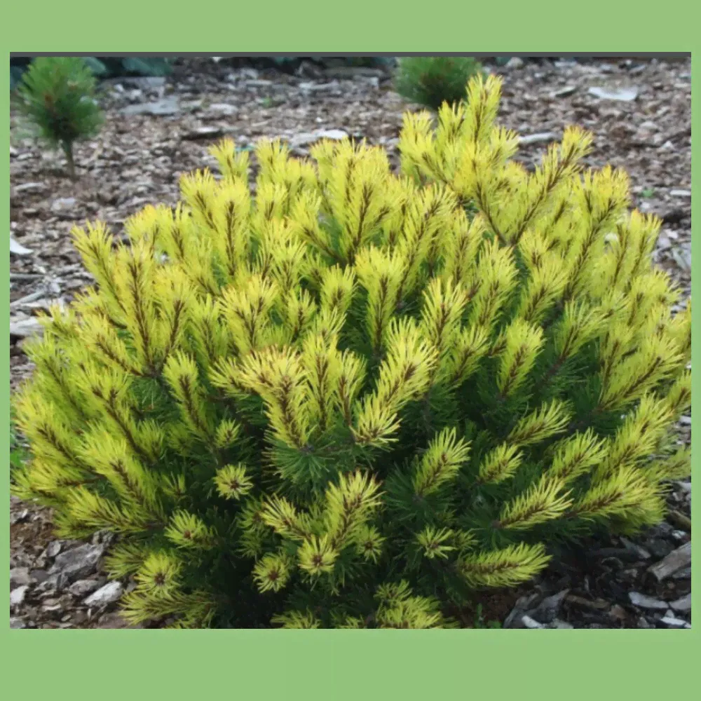 14.Сосна горная (Pinus mugo) Krauskopf, Premium class: контейнер 5 ltr-0