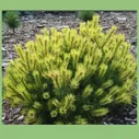14.Сосна горная (Pinus mugo) Krauskopf, Premium class: контейнер 5 ltr
