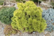 Сосна горная (Pinus mugo Zundert) C3