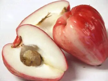 Яблоня Горная роза