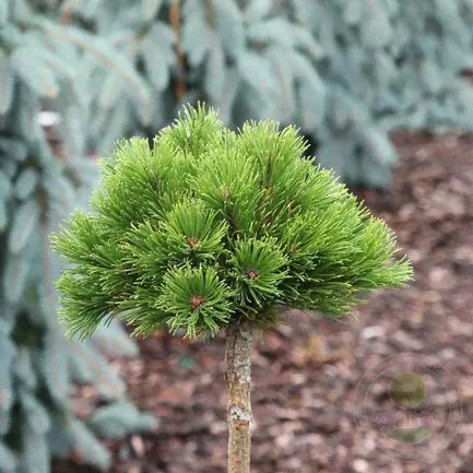 Сосна горная Литл Голдстар (Pinus mugo Little Goldstar)