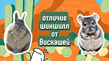 Отличие Между ВИСКАШЕЙ и ШИНШИЛЛ🤫\\часть 1\\ яХрумка