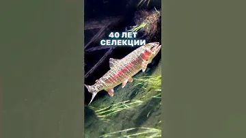 ЛУЧШАЯ ФОРЕЛЬ - радужная форель Дональдсона, 40 лет селекции - что получилось?