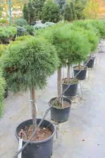 Сосна горная (Pinus mugo Varella H:1,5 м,D:1,2 м) штамб 60см C7 25см