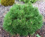 Сосна горная 'Hesse' - Pinus mugo 'Hesse'