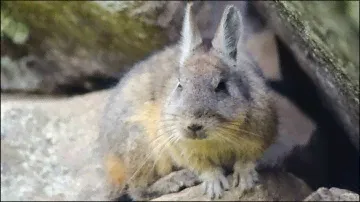 Горная вискаша|Вискача|Mountain Viscacha|Viscacha