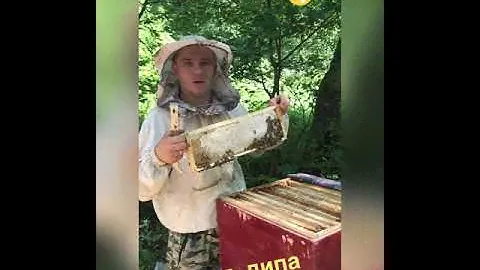 Мед-Горная липа!