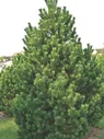 Сосна горная (Pinus mugo) "Columnaris"
