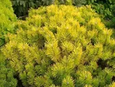 Сосна горная "Golden Glow" (Голден Глоу)