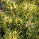 Сосна горная Саншайн / С5 / Pinus mugo Sunshine