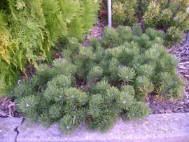Сосна горная (Pinus mugo Krauskopf.) С5 РА 80 15-20