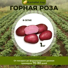 Семенной картофель "Горная роза" (элита) (1 кг) / саженцы /клубни