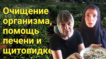 Очищение организма, помощь печени и щитовидке.