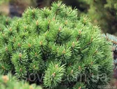 Ели, сосны натуральные - Сосна горная March (Pinus mugo March)