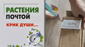 Растения почтой. Крик души.