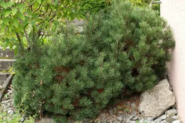 Сосна горная Пикобелло (Pinus mugo Picobello), H20-25; C5