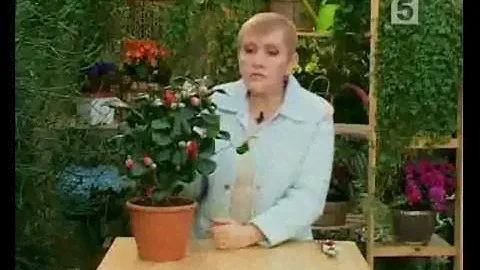 Комнатная Камелия.