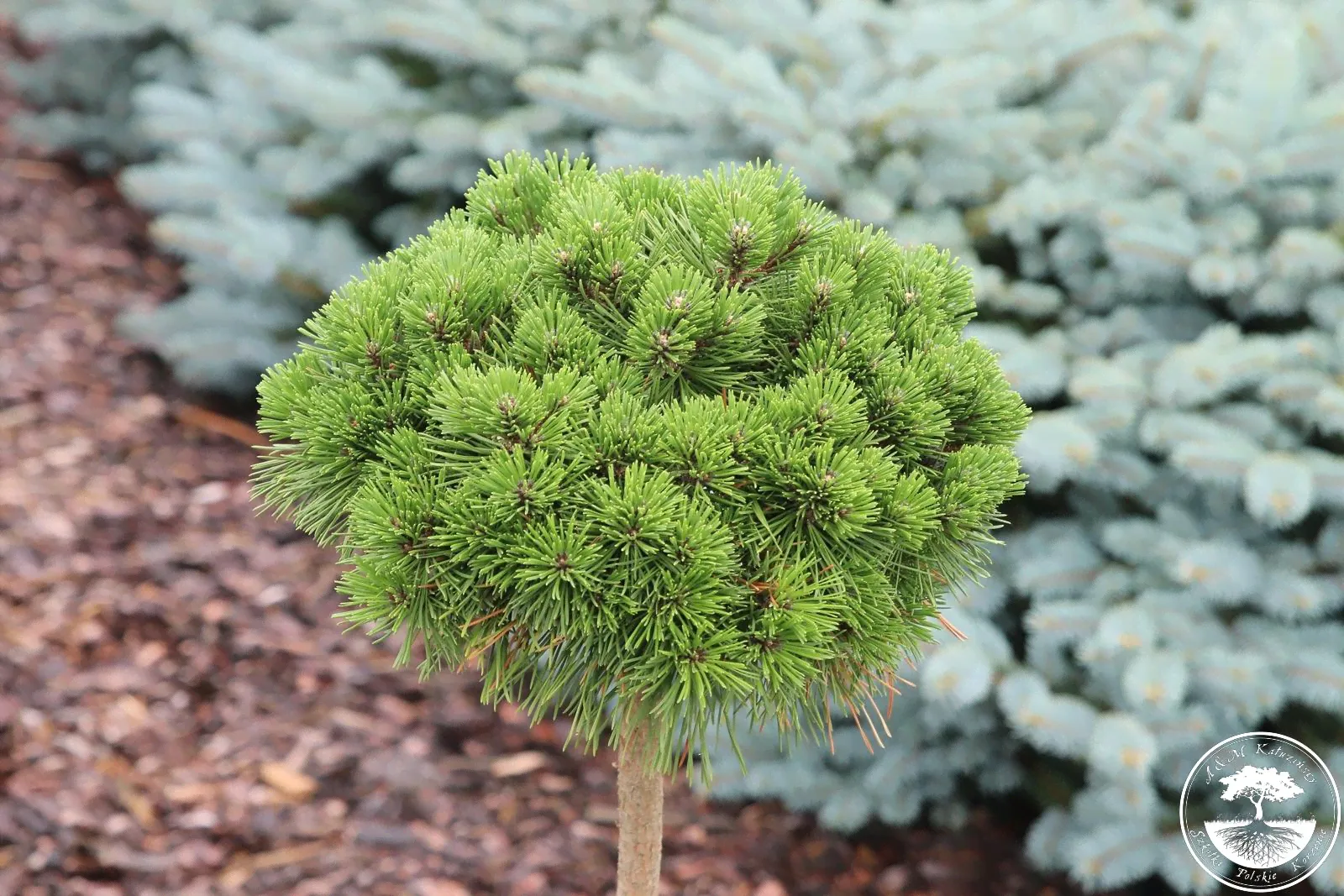 Сосна горная Мопс на штамбе 60 см (Pinus mugo Mops PA 60)
