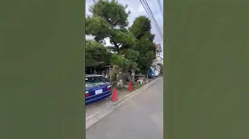 Японская сосна 🌲!!! Целое искусство