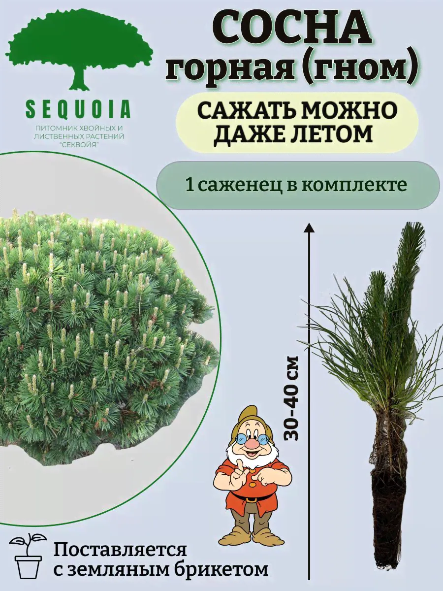 Горная сосна Гном
