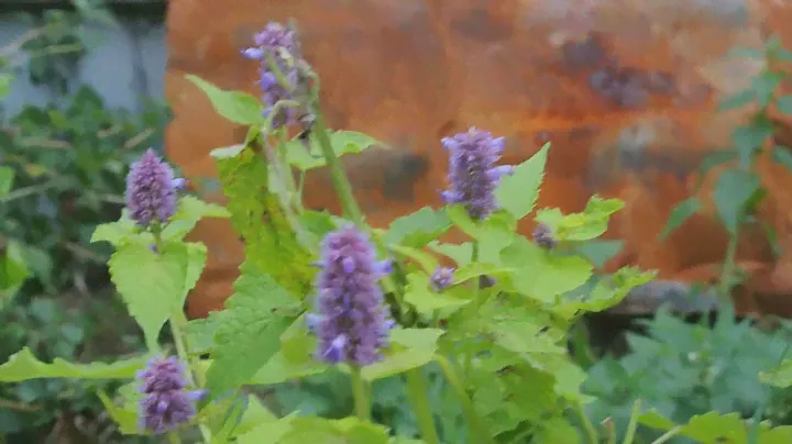 Лофант анисовый (Lophanthus anisatus), мята горная на садовом участке