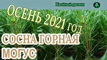 Сеянцы сосны горной Могус Обзор интернет-магазина питомника "Хвойный дворик"