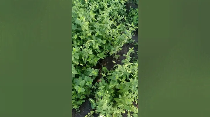 мята в открытом грунте