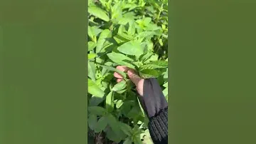 Мята 😍😍 а вы любите чай с мятой ? 😇😘#мята #чай