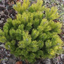 Сосна горная Швейцер Турист (Pinus mugo Schweizer Tourist)