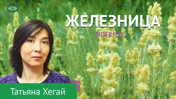 🌿Железница или Лимонник. Травничество. Татьяна Хегай