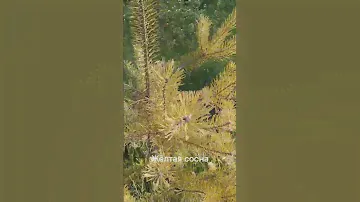 Жёлтая сосна