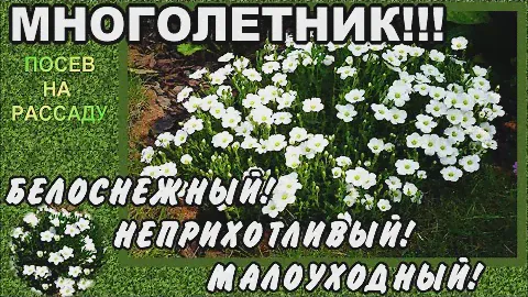 АРЕНАРИЯ! МНОГОЛЕТНИК! ПОСЕВ НА РАССАДУ