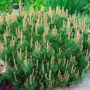 Сосна горная Humpy (Хампи) (С5) (20-30 см)