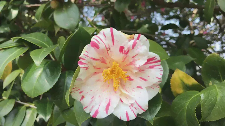 Samurai’s flower Camellia- Камелия , цветок самураев