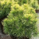 Сосна горная "Швейцарский турист" (Pinus mugo "Schweizer Tourist")