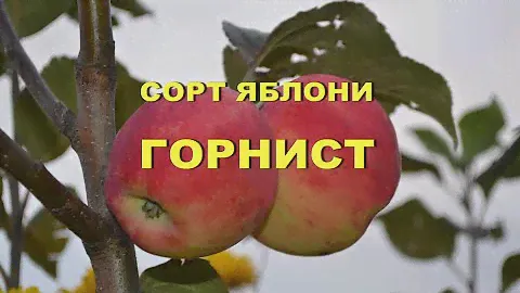 Сорт яблони - Горнист