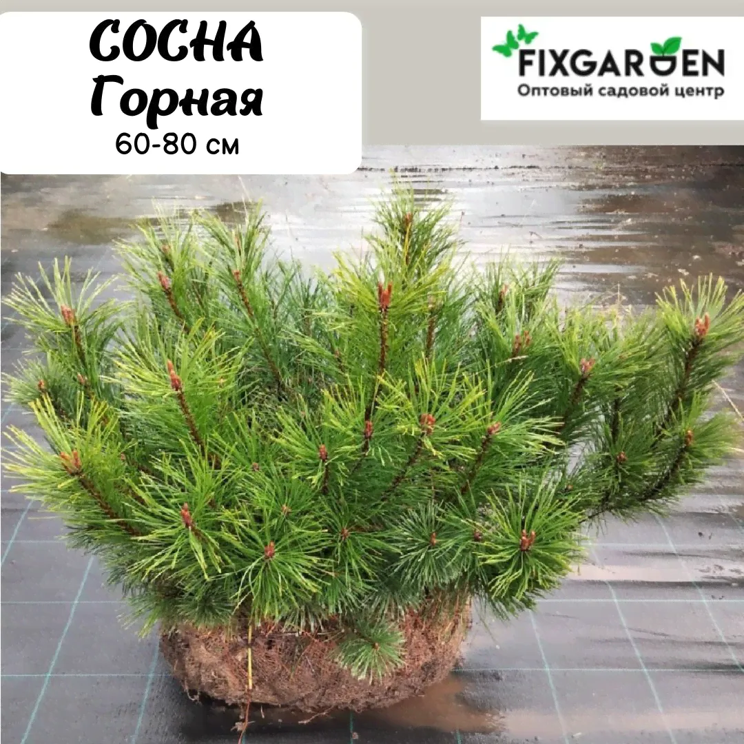 Сосна Горная ПУМИЛИО Pinus mugo Pumilio (ЗКС 6-х летний саженец) 60-80 см-0